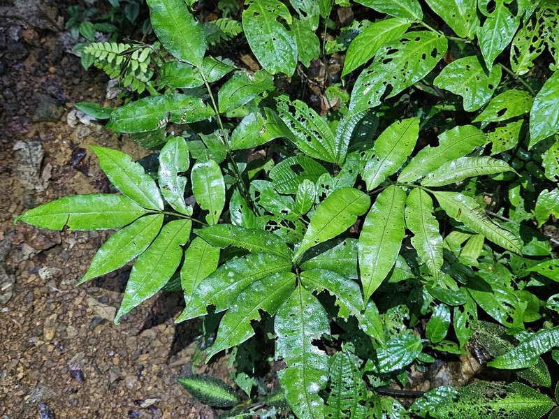 Danaea danaepinna photo 2