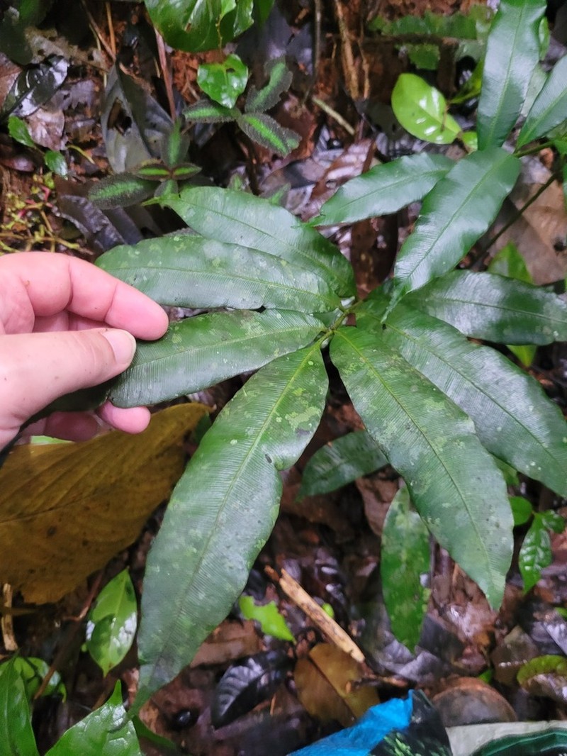 Danaea danaepinna photo 3