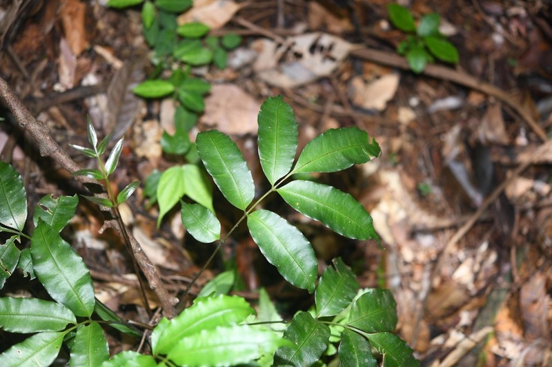 Danaea danaepinna photo 4