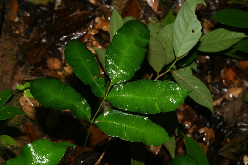 Danaea danaepinna photo 5