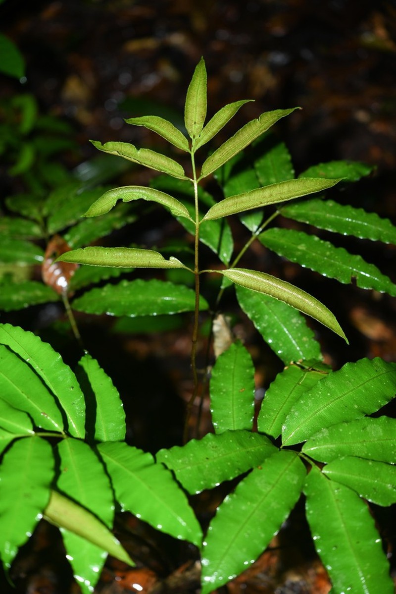 Danaea danaepinna photo 6
