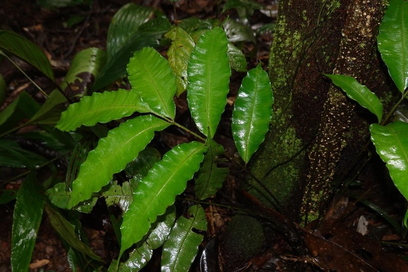 Danaea danaepinna photo 7