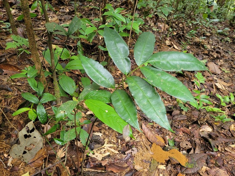 Danaea danaepinna photo 8