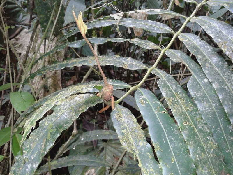 Danaea erecta photo 3