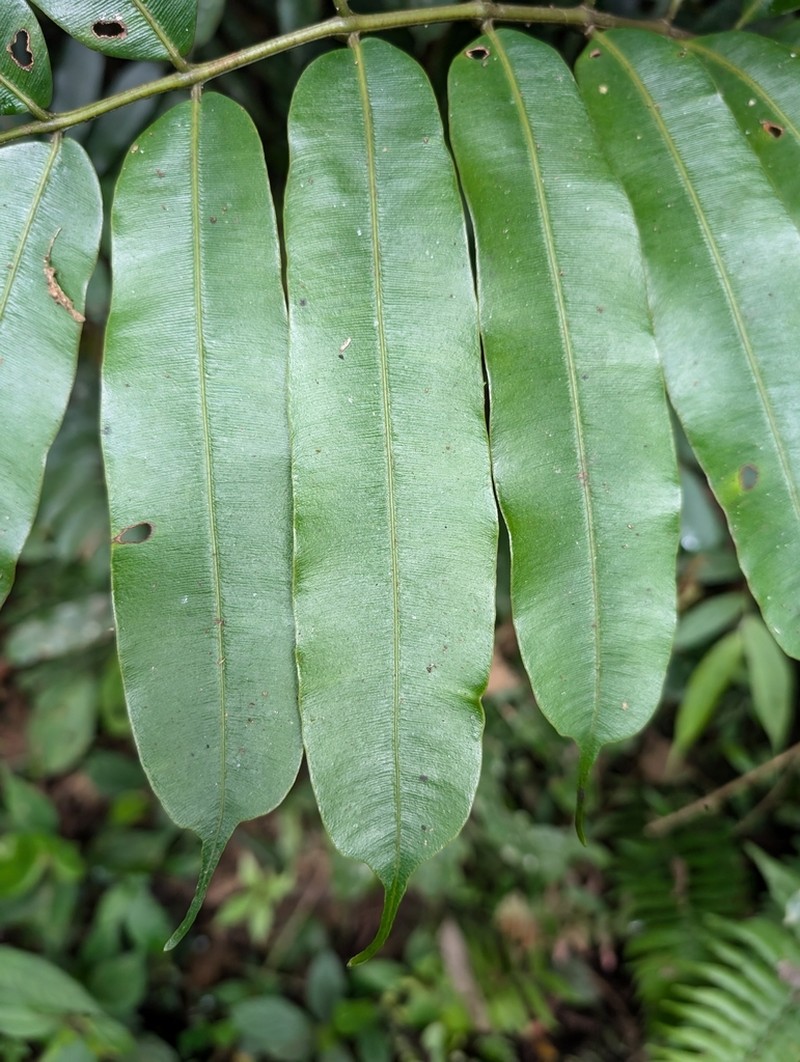 Danaea erecta photo 5