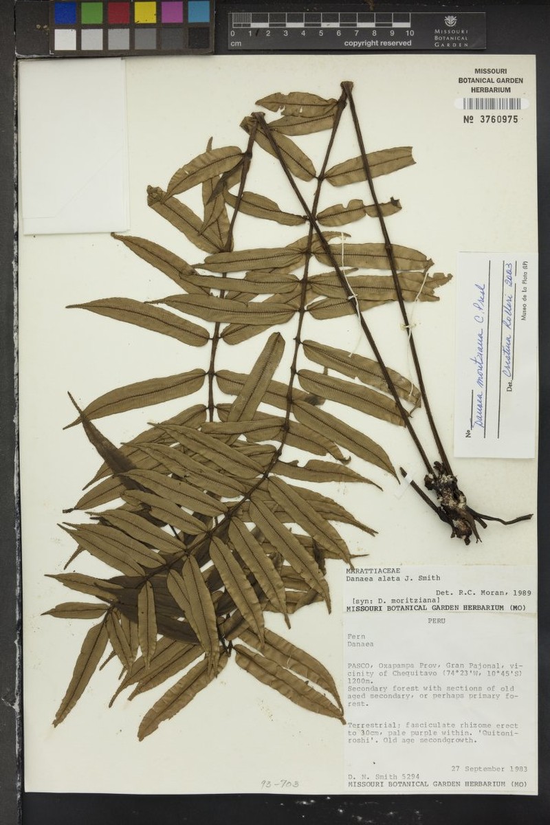 Danaea excurrens