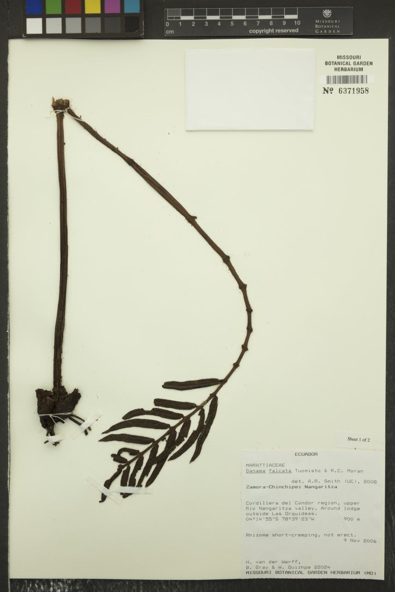 Danaea falcata