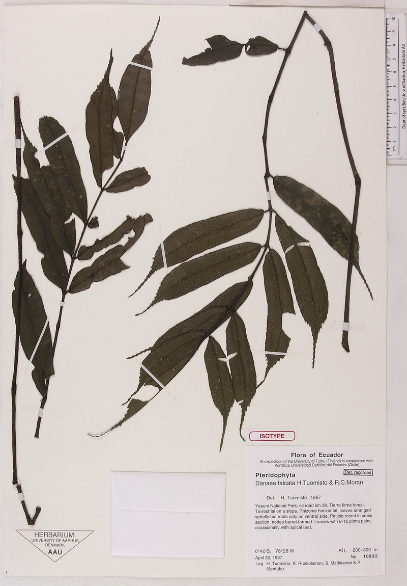 Danaea falcata photo 2