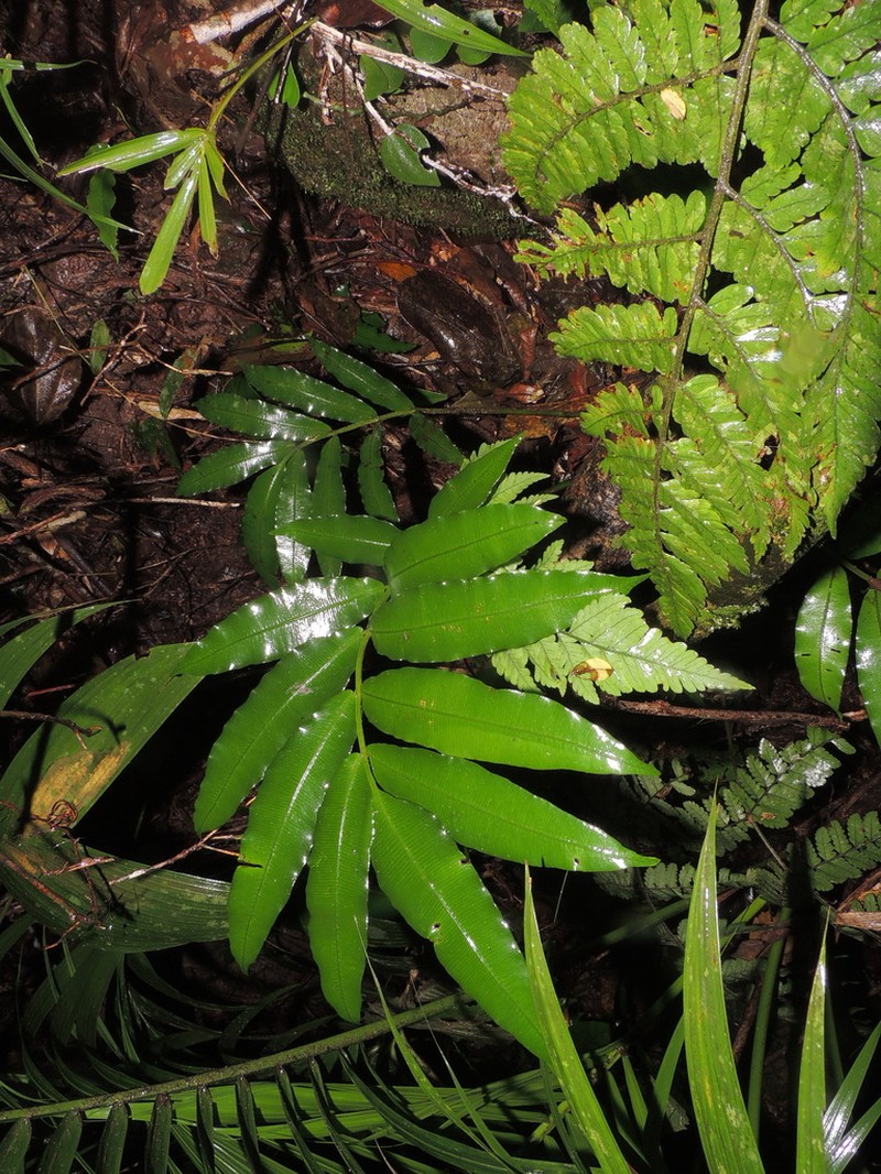 Danaea geniculata