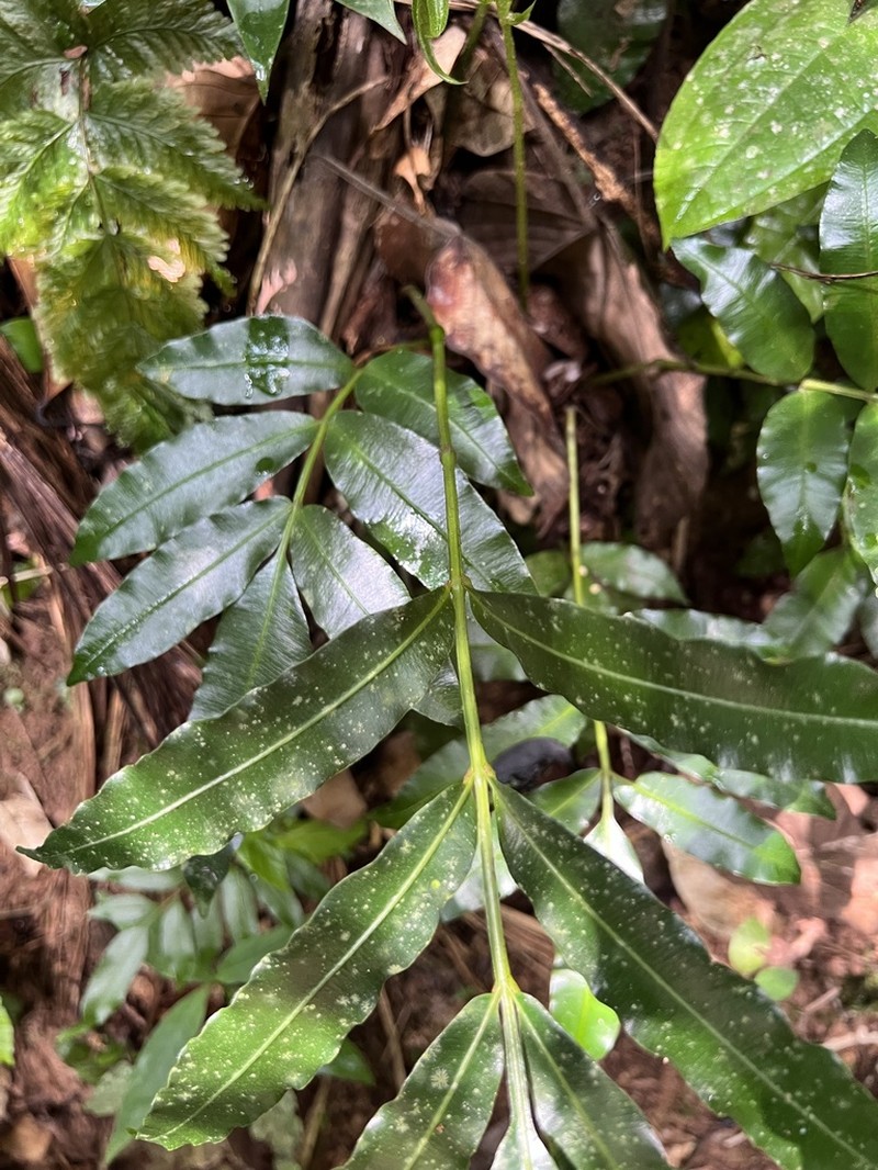 Danaea geniculata photo 2