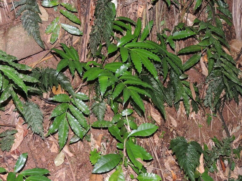 Danaea geniculata photo 3