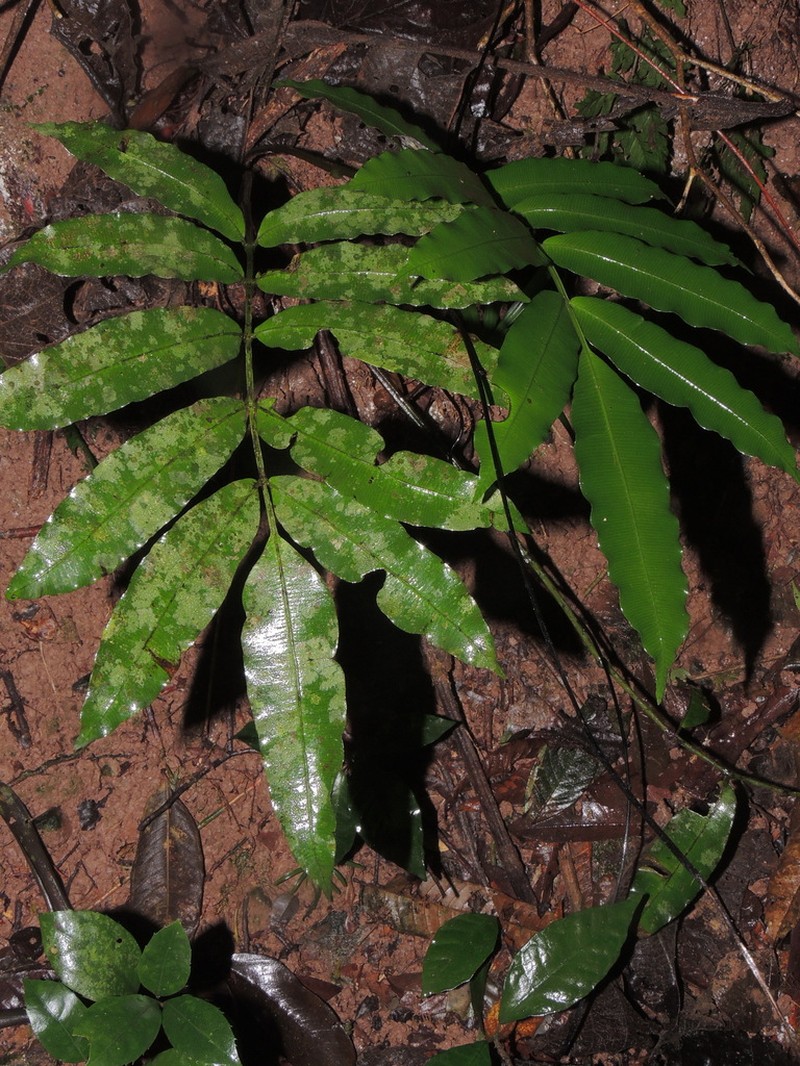 Danaea geniculata photo 6