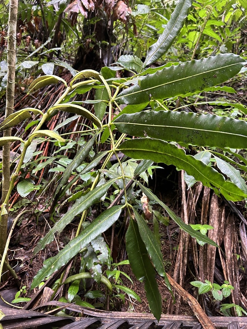 Danaea grandifolia photo 6
