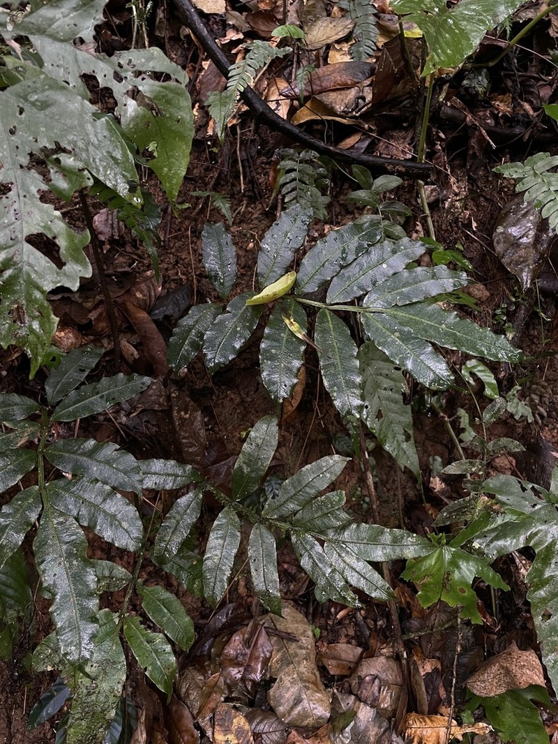 Danaea grandifolia photo 8