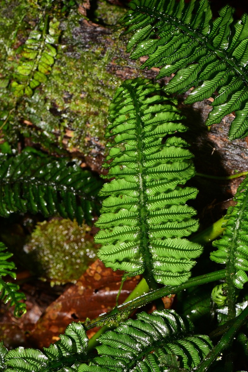 Danaea imbricata