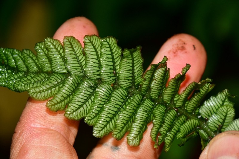 Danaea imbricata photo 2