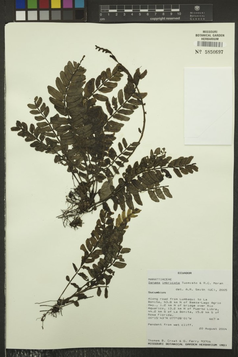 Danaea imbricata photo 3