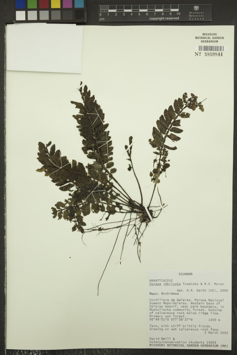 Danaea imbricata photo 4