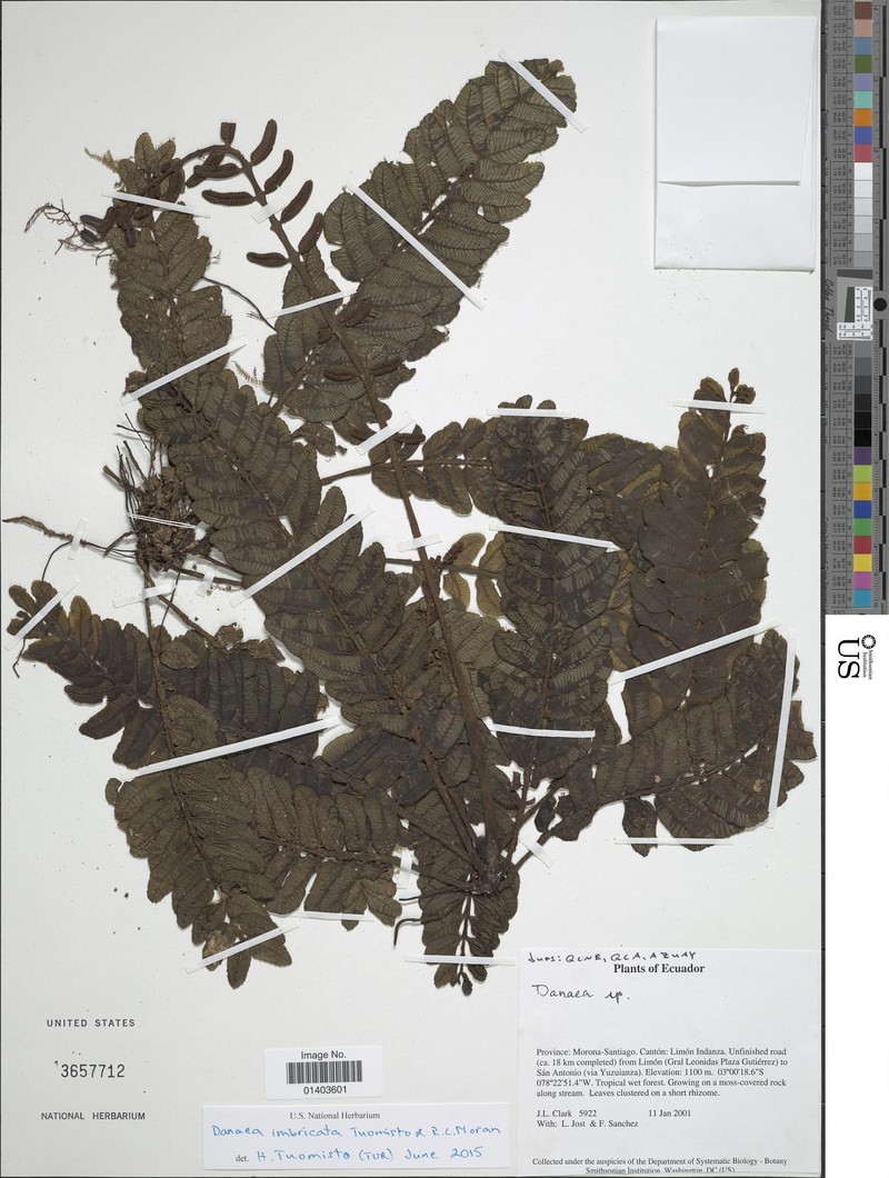 Danaea imbricata photo 5
