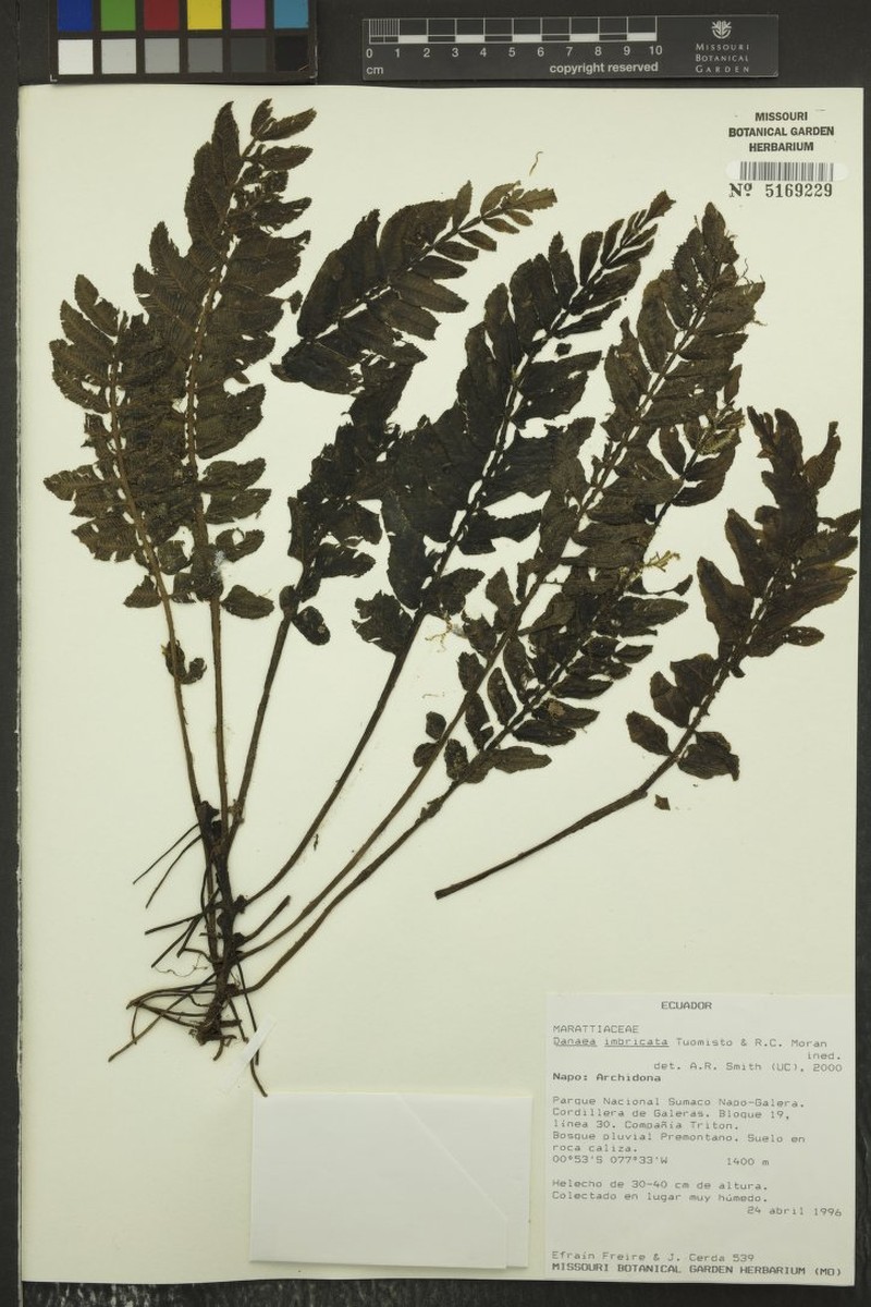 Danaea imbricata photo 6