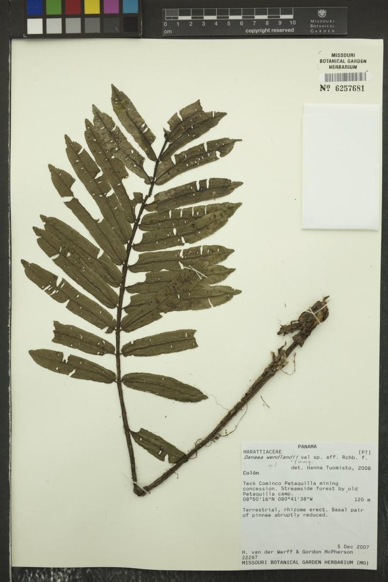 Danaea inaequilatera photo 2