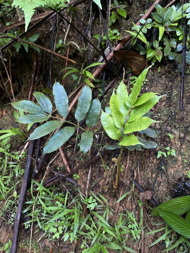 Danaea iridescens