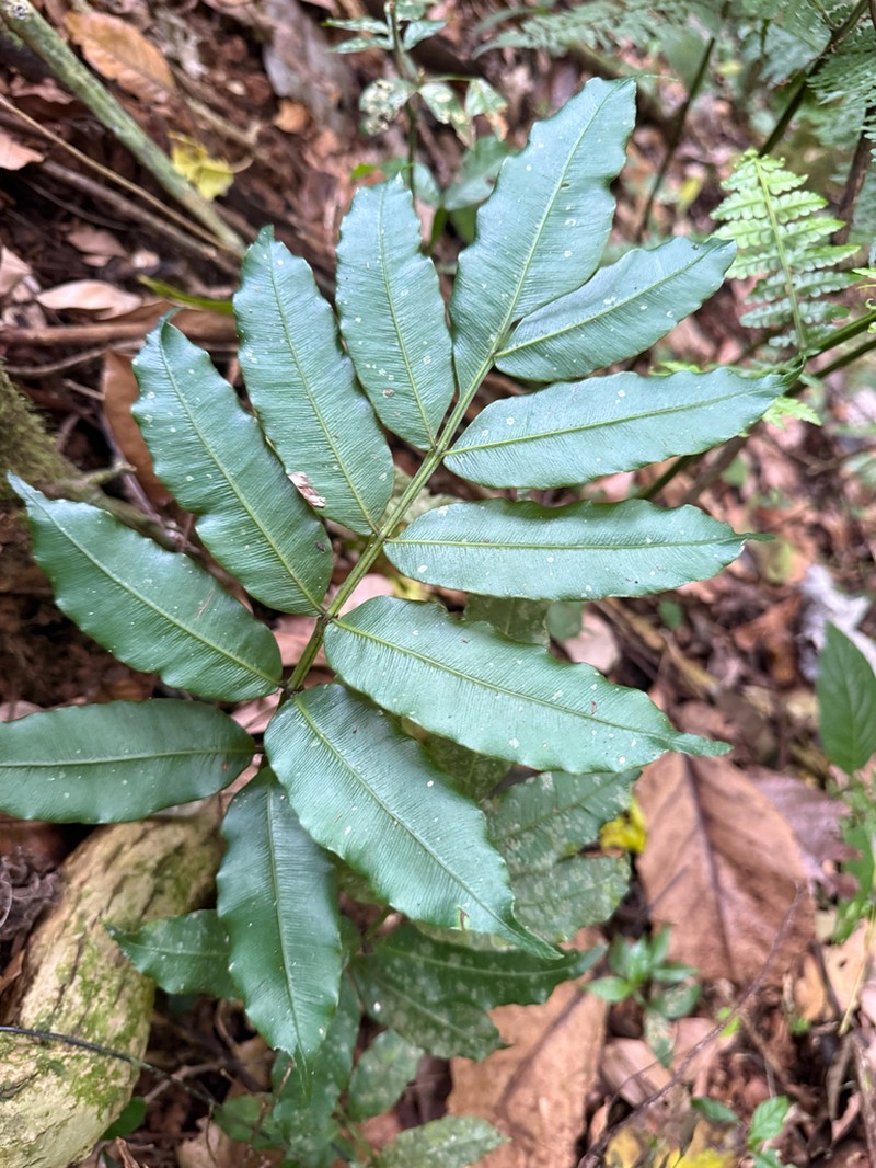 Danaea iridescens photo 8