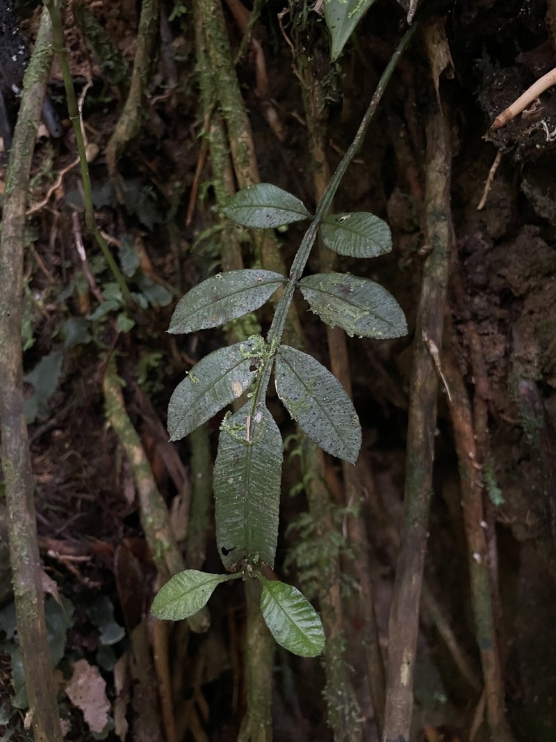 Puerto Rico Danafern