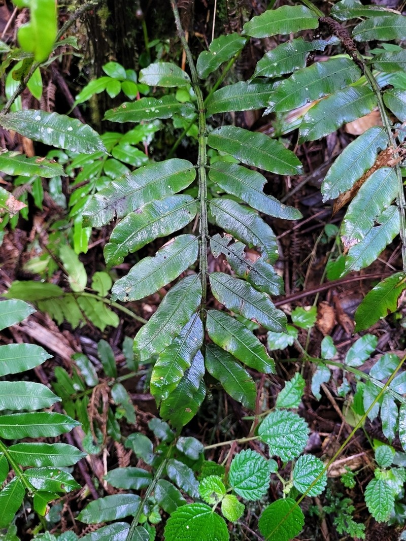 Puerto Rico Danafern photo 3