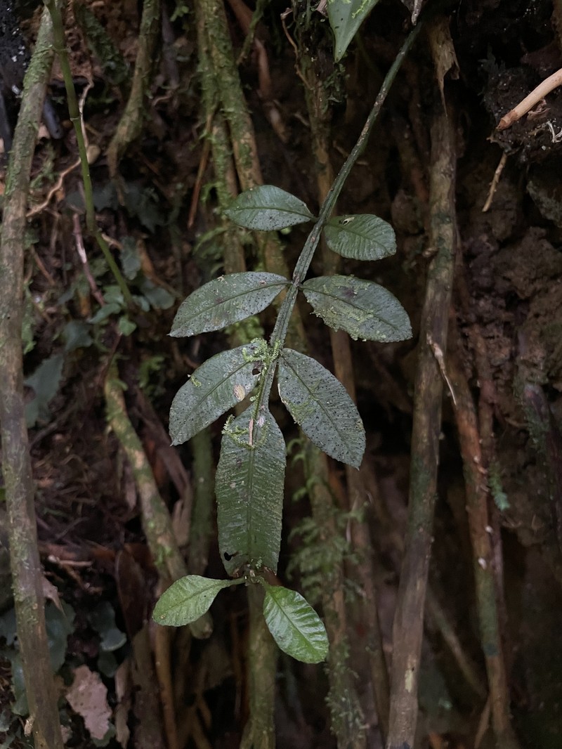 Puerto Rico Danafern photo 5