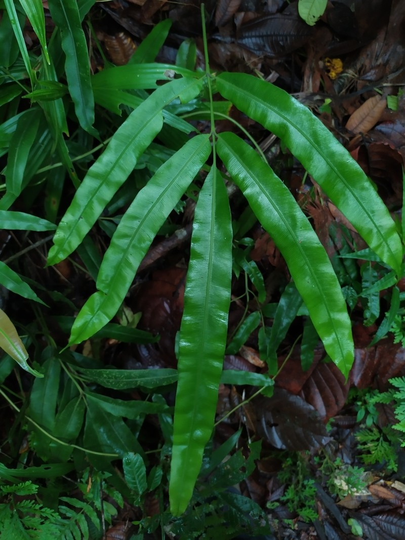 Danaea kalevala photo 2