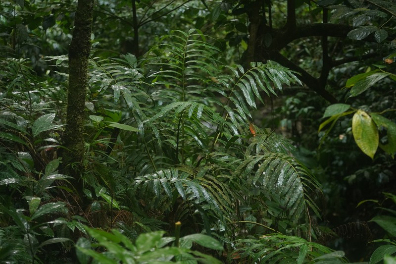 Danaea kalevala photo 5
