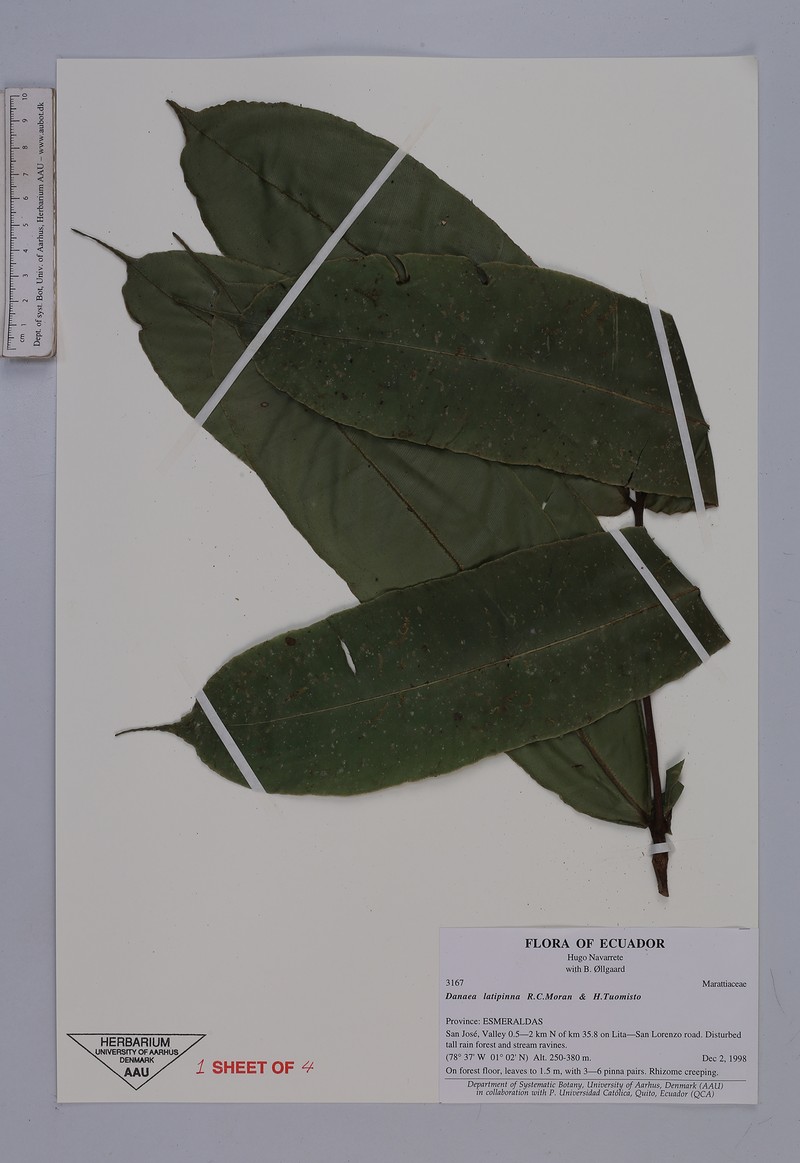 Danaea latipinna