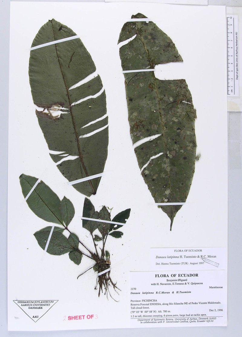 Danaea latipinna photo 2