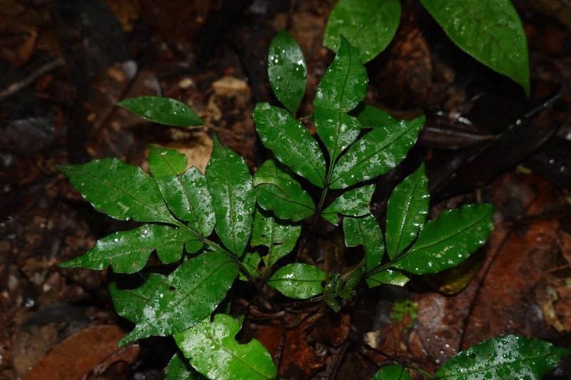 Danaea leprieurii