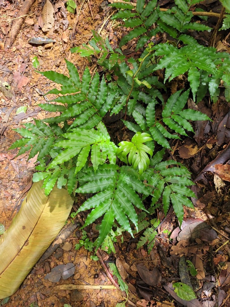 Danaea leprieurii photo 2
