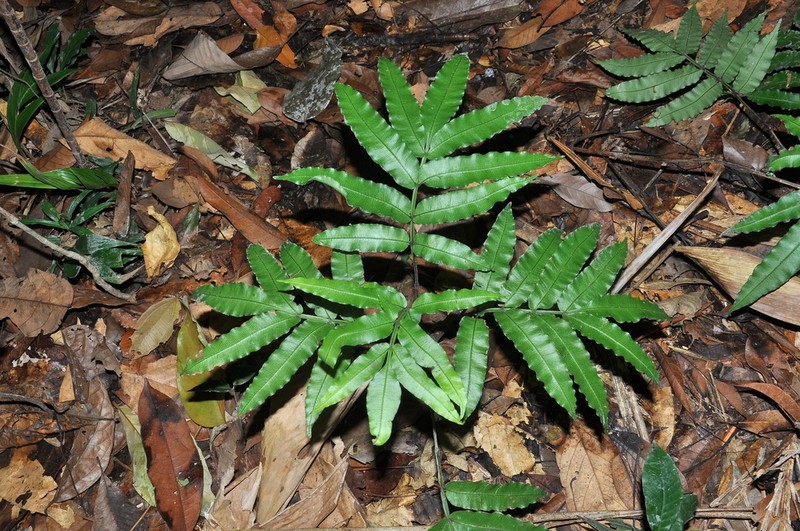 Danaea leprieurii photo 3