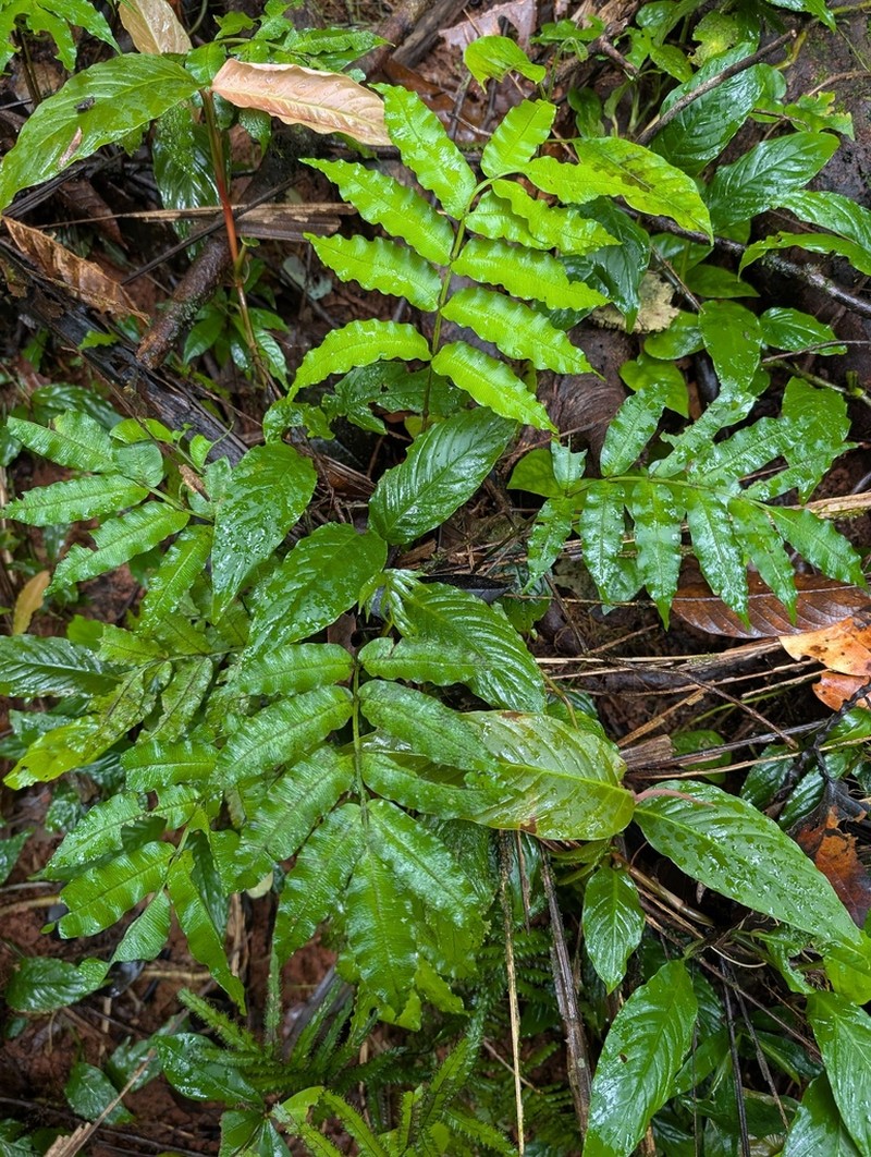 Danaea leprieurii photo 5