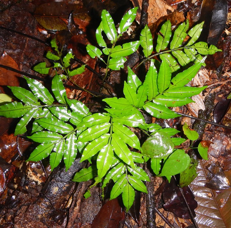 Danaea leprieurii photo 6
