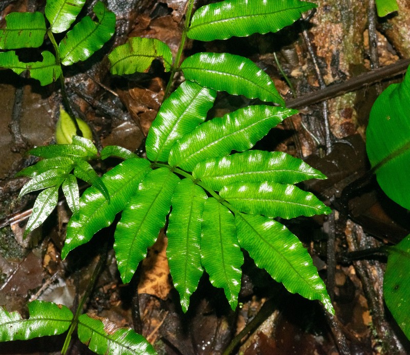 Danaea leprieurii photo 8