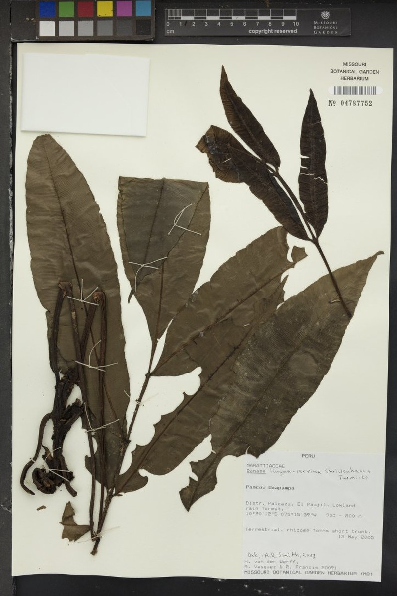 Danaea lingua-cervina