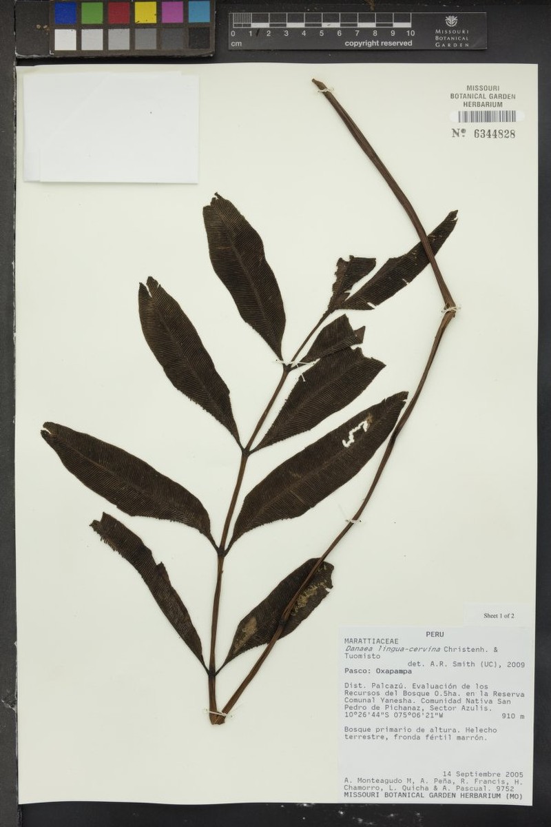 Danaea lingua-cervina photo 2