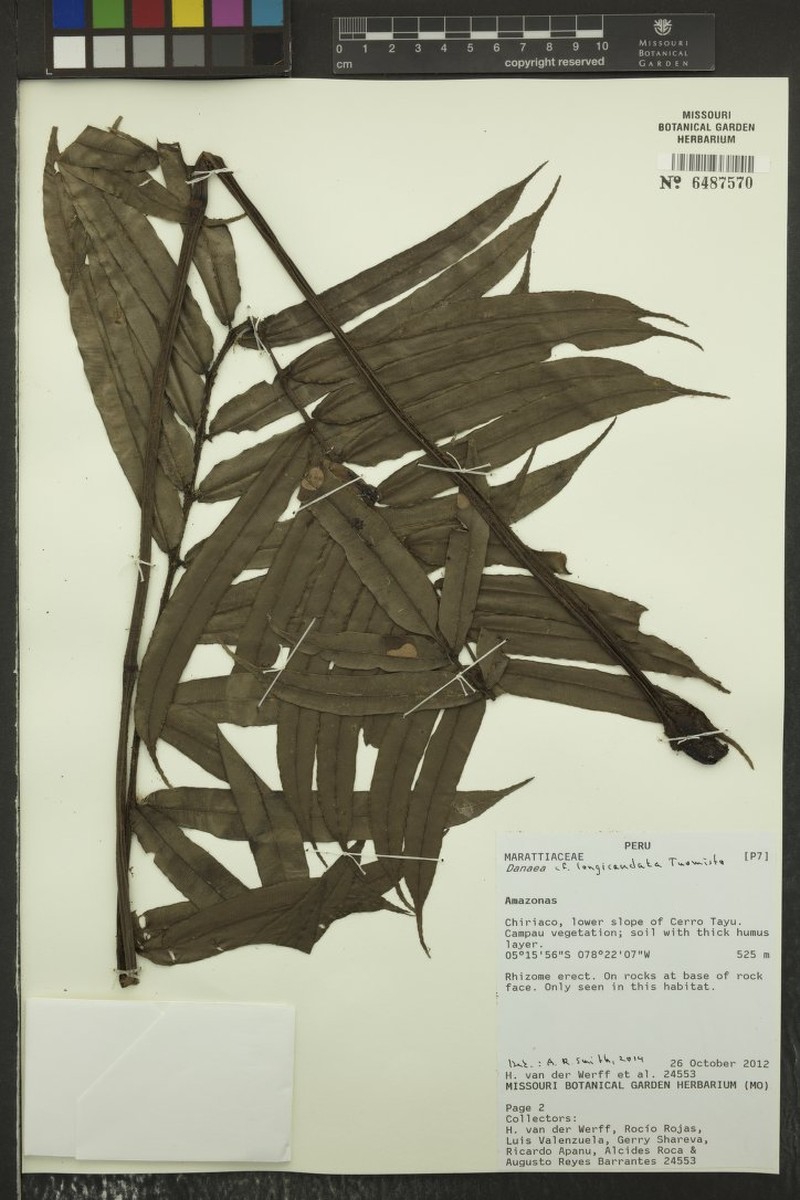 Danaea longicaudata