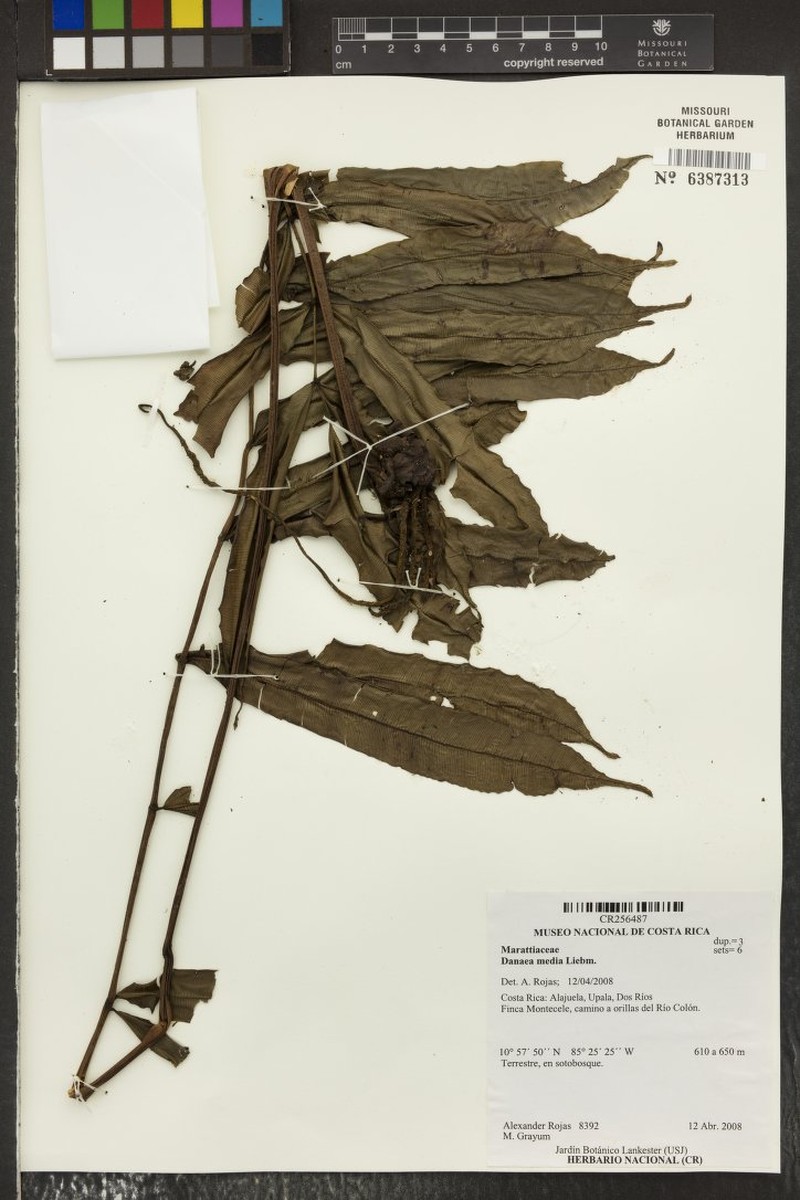 Danaea media photo 3