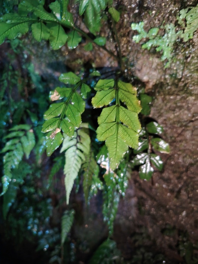 Danaea moritziana