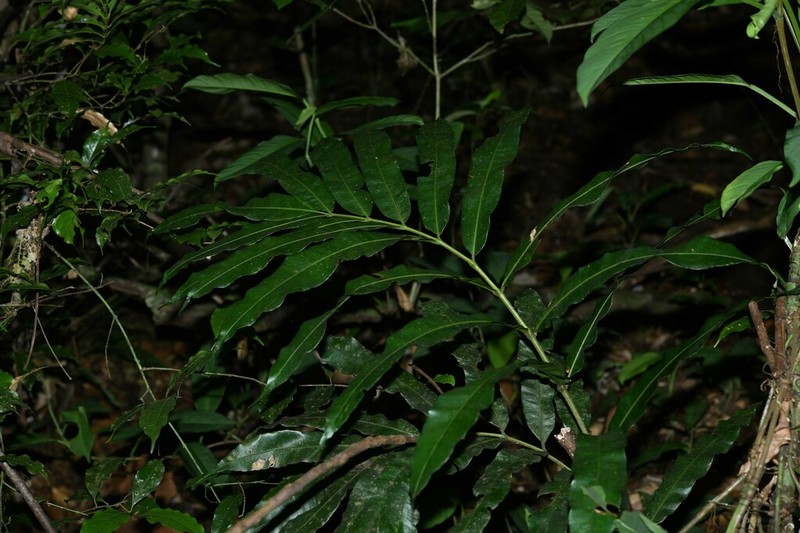 Danaea nigrescens photo 6