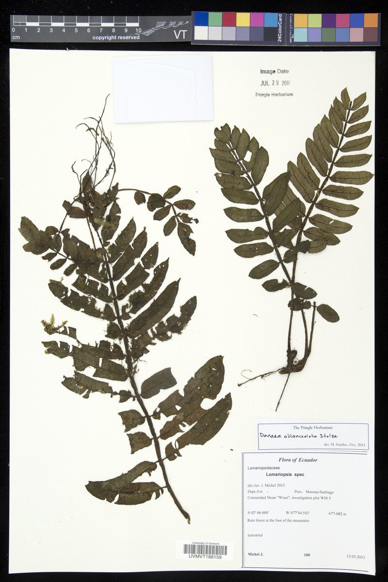 Danaea oblanceolata