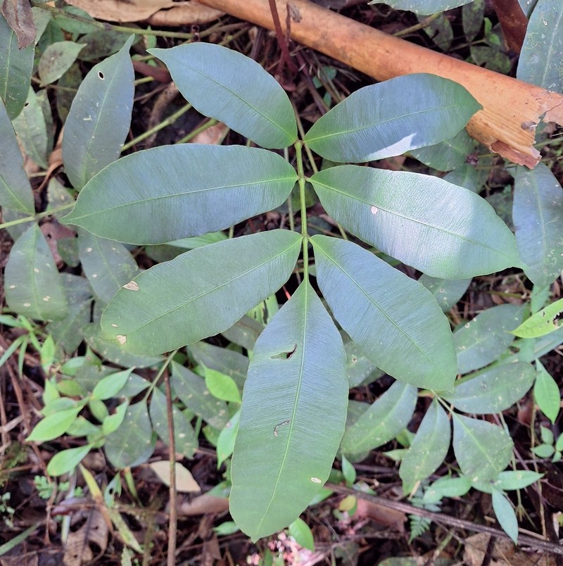 Danaea polymorpha photo 2