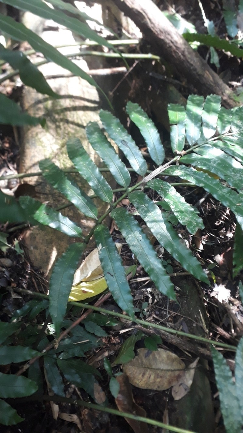 Danaea sellowiana photo 3