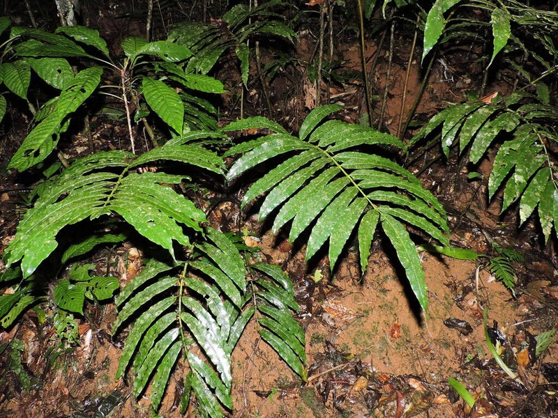 Danaea sellowiana photo 4